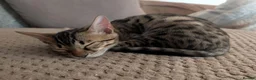 Bengal cats for sale: Pure Bengal female kitten - Advert 4