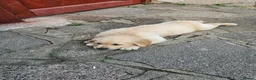 Golden Retriever dogs for sale: Golden Retriever puppys in Harrow London  - Advert 13