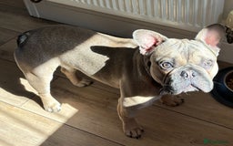 French Bulldog dogs for stud: French bulldog for stud  - Image 4