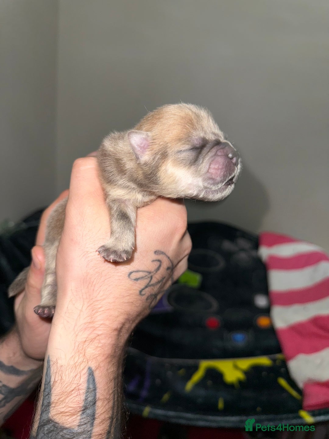 Chow Chow dogs for sale: 🍬Beautiful chow litter kc registered 🍬 - Advert 18