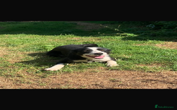 Border Collie dogs for sale: Beautiful Border Collie Puppy - Image 3