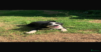 Border Collie dogs - Advert 7