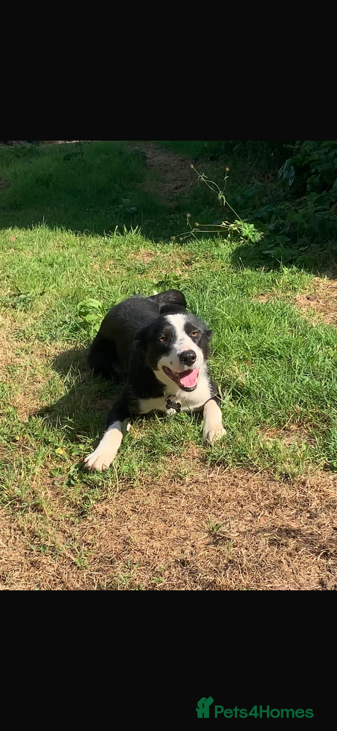 Border Collie dogs for sale: Beautiful Border Collie Puppy - Image 3