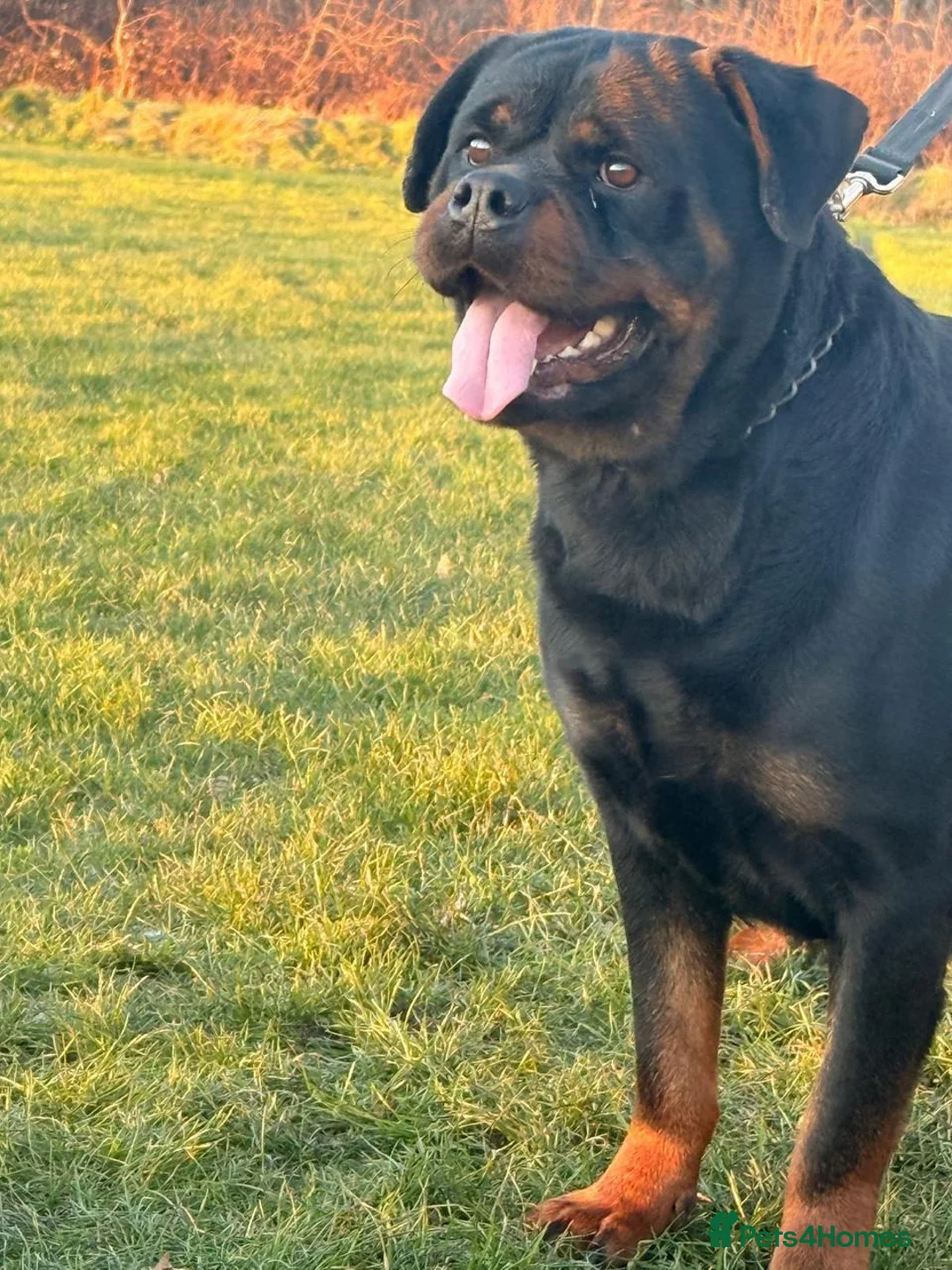 Rottweiler dogs for sale: **Beautiful Female Rottweiler – 3 Years Old** in Oldham - Advert 2