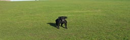 Labrador Retriever dogs for sale: Beautiful 7 year old female Labrador retriever  - Advert 15