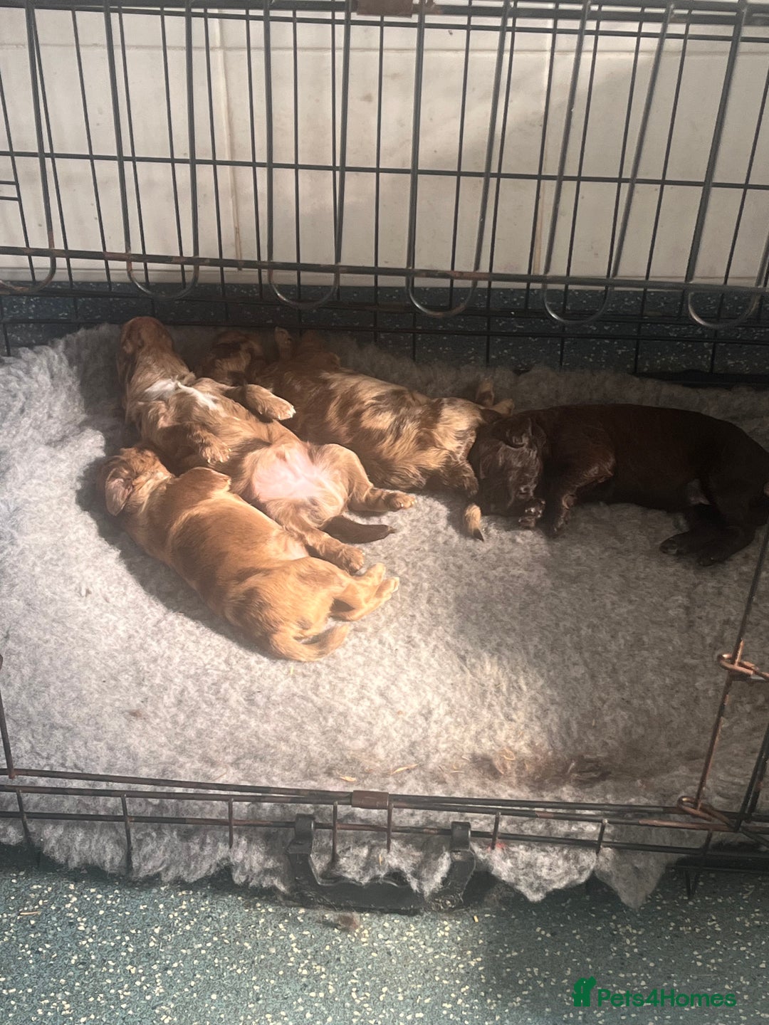 Cockapoo dogs for sale: Chocolate merl Cockapoo puppies  - Image 8