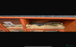 English rabbits for sale: Two female rabbits - Image 2