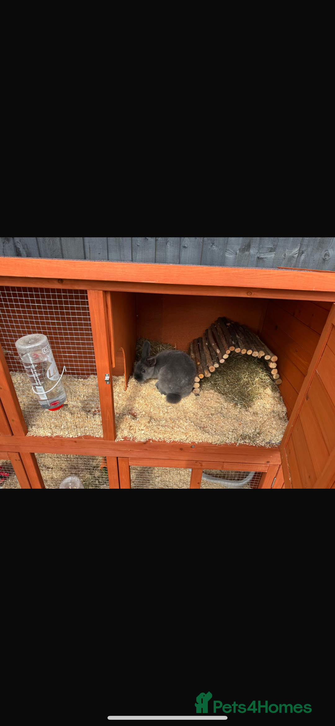 English rabbits for sale: Two female rabbits - Image 2