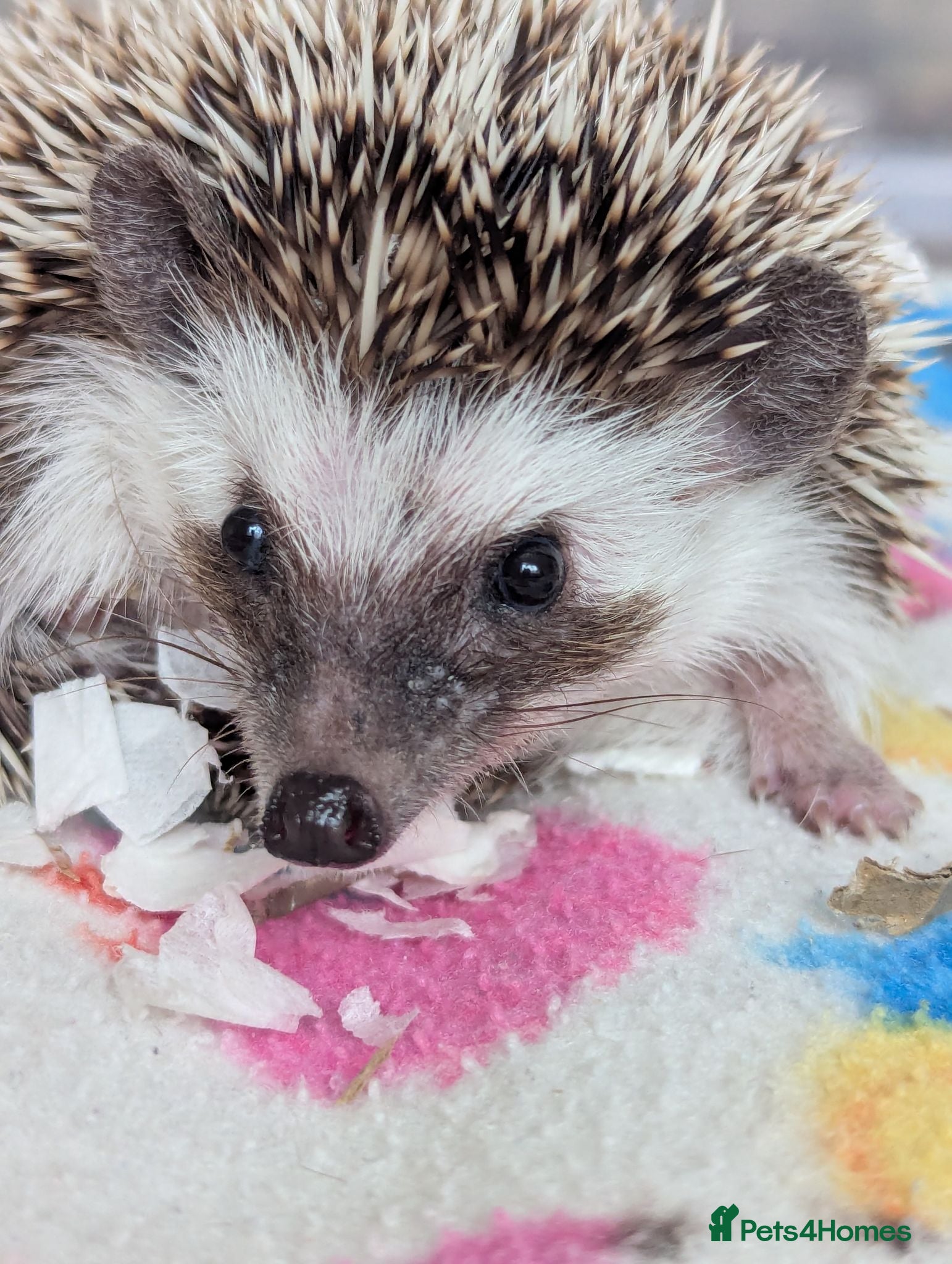 Pygmy Hedgehog rodents Only 1 Female available. Reduced to £190!!!! - Advert 2