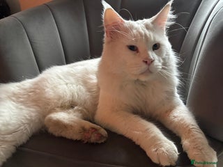 Maine Coon cats STUD Rare Maine Coon - Advert 17