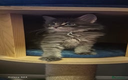 Maine Coon cats for sale: Maine Coon kittens Glasgow  - Image 16