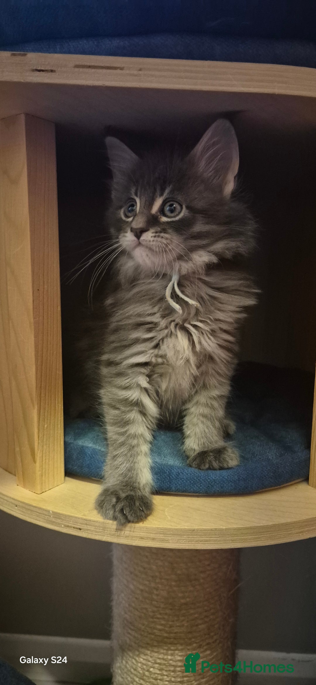 Maine Coon cats for sale: Maine Coon kittens Glasgow  - Image 16