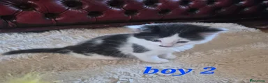 Mixed Breed 2