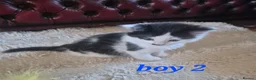 Mixed Breed cats for sale: 4 girls 4 boys 8 week old kittens  - Advert 16