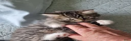 Mixed Breed cats for sale: Domestic kittens long haired/short - Advert 2