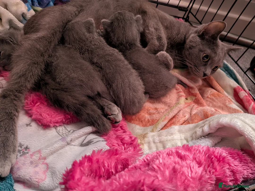Russian Blue cats for sale: 3 beautiful Russian blue kittens  - Advert 1