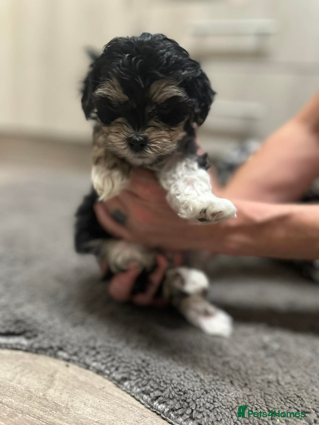 Maltipoo dogs for sale: MALTIPOO 🥰🥰 READY TO LEAVE  - Advert 19