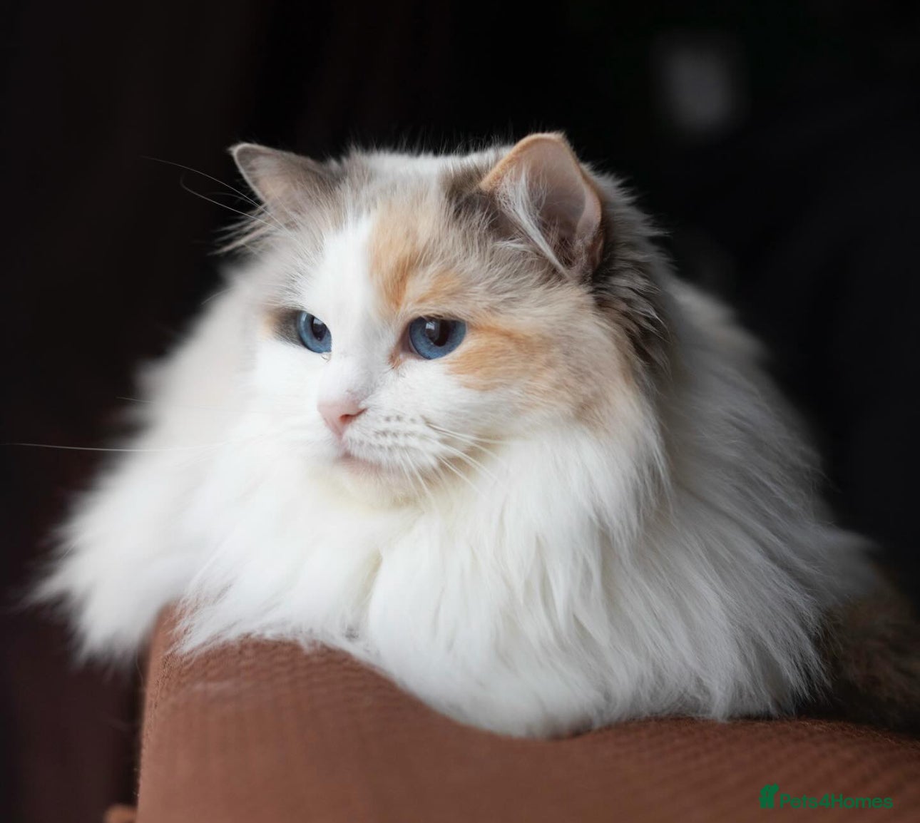 Ragdoll cats Active Ragdoll blue tortie bi color - Advert 3