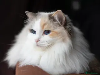 Ragdoll cats Active Ragdoll blue tortie bi color - Advert 3