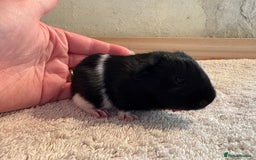 Guinea Pig rodents for sale: Pair of female guinea pigs  - Image 5
