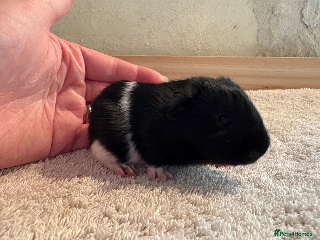 Guinea Pig rodents for sale: Pair of female guinea pigs  - Image 5