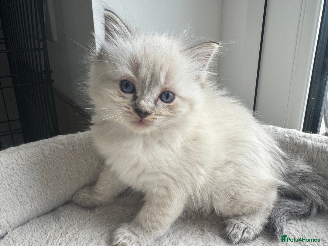 Ragdoll cats for sale: Ragdoll kittens - Advert 3