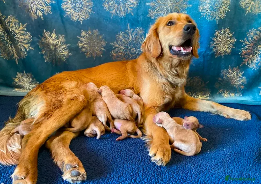 Golden Retriever dogs for sale: Golden Retrievers Family - Advert 1