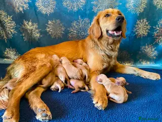 Golden Retriever dogs Golden Retrievers Family - Advert 2