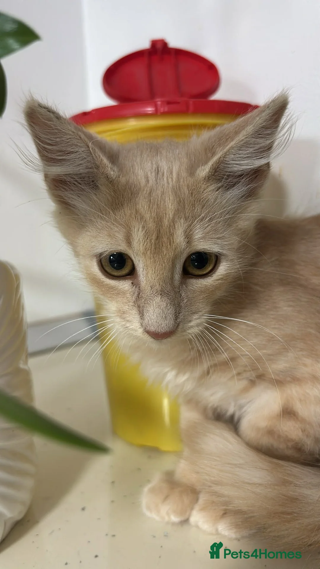 Mixed Breed cats for adoption: Rusty for adoption - Advert 6