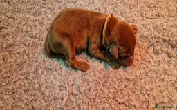 Dobermann dogs for sale: 3 Male Top Line Dobermans - Image 3