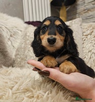 Miniature Dachshund dogs Longhairedd miniature dachshunds - Advert 16