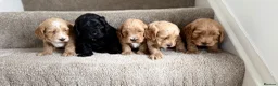 Cockapoo dogs for sale: F1 show line cockapoo puppies - Advert 4