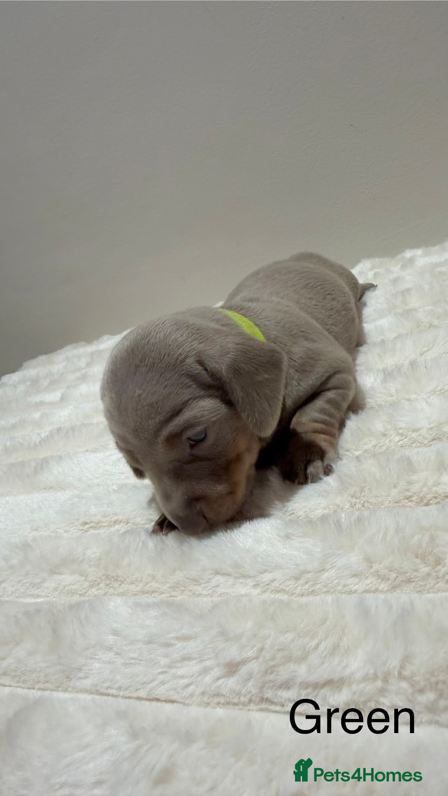 Miniature Dachshund dogs for sale: 🐾 Miniature Dachshund Puppies For Sale 🐾  - Advert 17