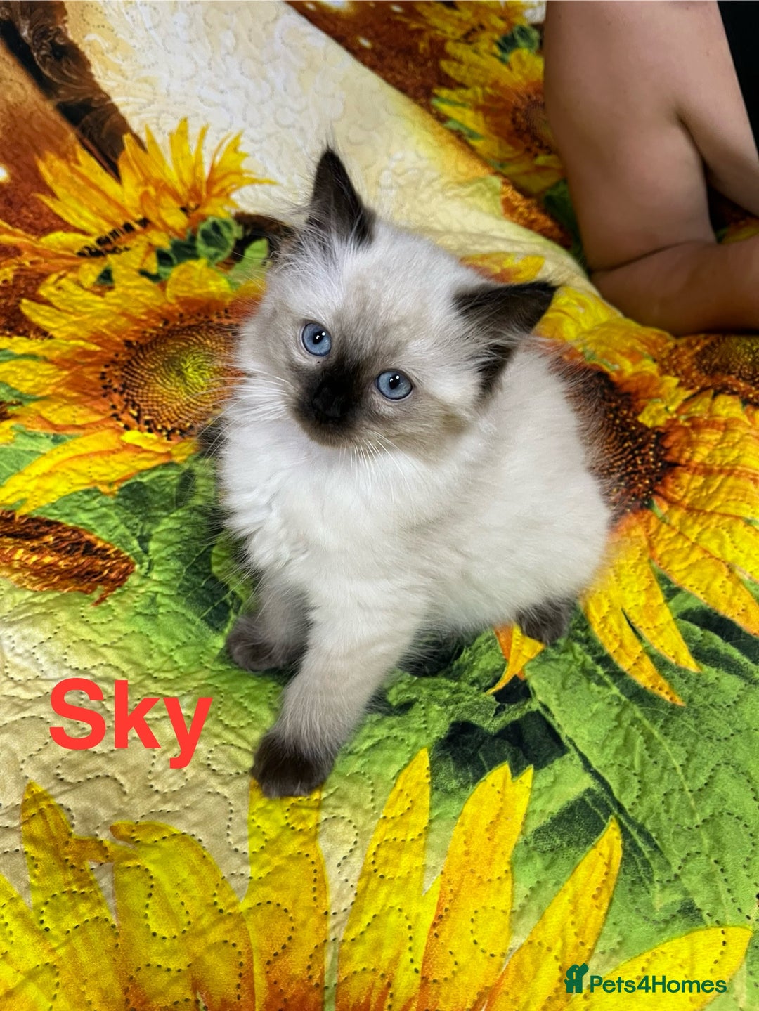 Ragdoll cats for sale: 🐈❤️5 Pure Ragdolls Waiting for Loving Family❗️❤️ - Image 8