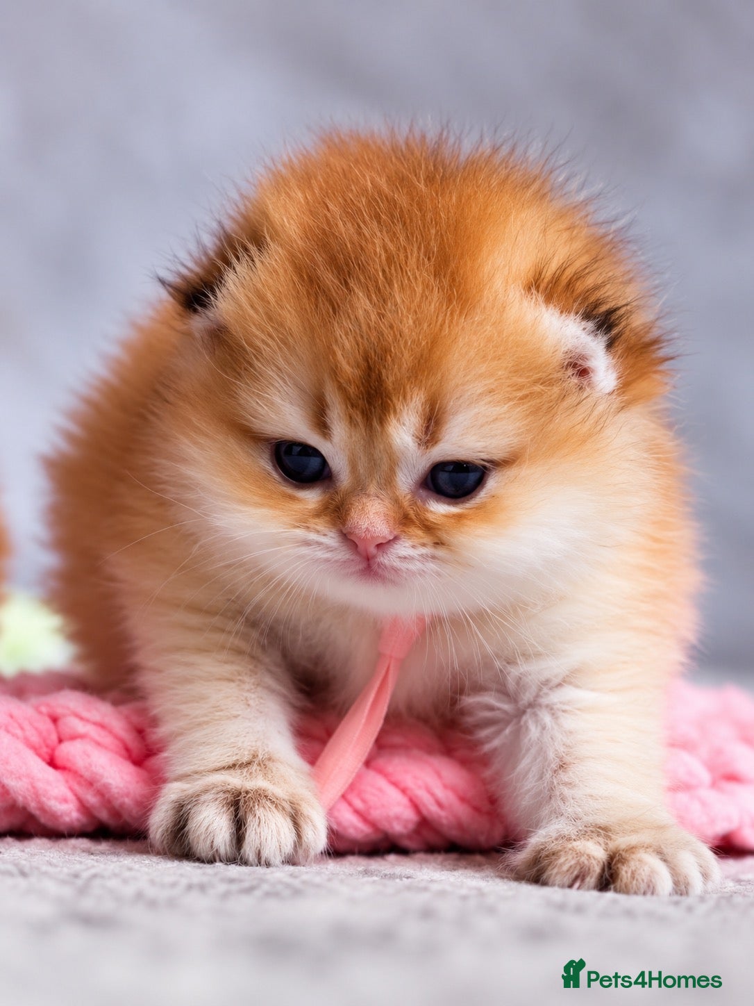 British Shorthair cats ✨Exclusive Golden BSH babies teddy bear type🧸✨ - Advert 2