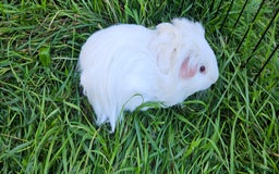 Guinea Pig rodents for sale: Guinea pigs  - Image 13