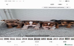 Jack Russell dogs for sale: Jack Russel puppy's  - Image 7
