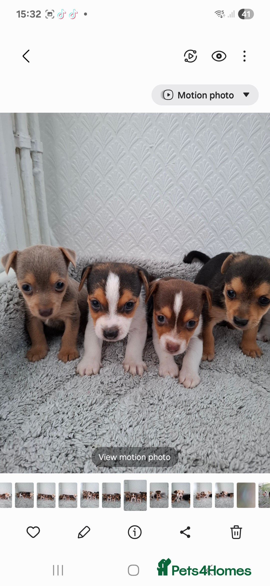 Jack Russell dogs for sale: Jack Russel puppy's  - Image 7