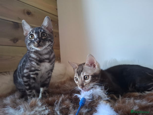 Bengal cats Wonderful bengal kittens TICA registered - Advert 1