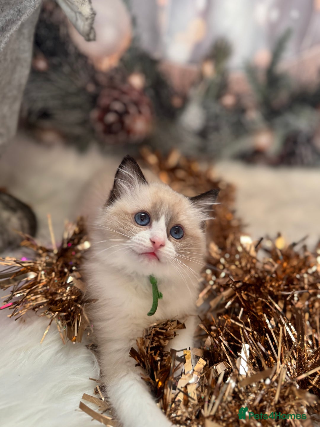 Ragdoll cats for sale: 🏆 gccf ragdoll grand champion kittens 🏆 - Advert 26