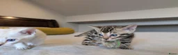 Bengal cats for sale: 🤍🤎🖤 GORGEOUS BENGAL KITTENS 🖤🤎🤍 - Advert 10