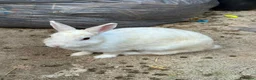 Mixed Breed rabbits for sale: Boy and girl bunny needing to be rehomed  - Advert 4