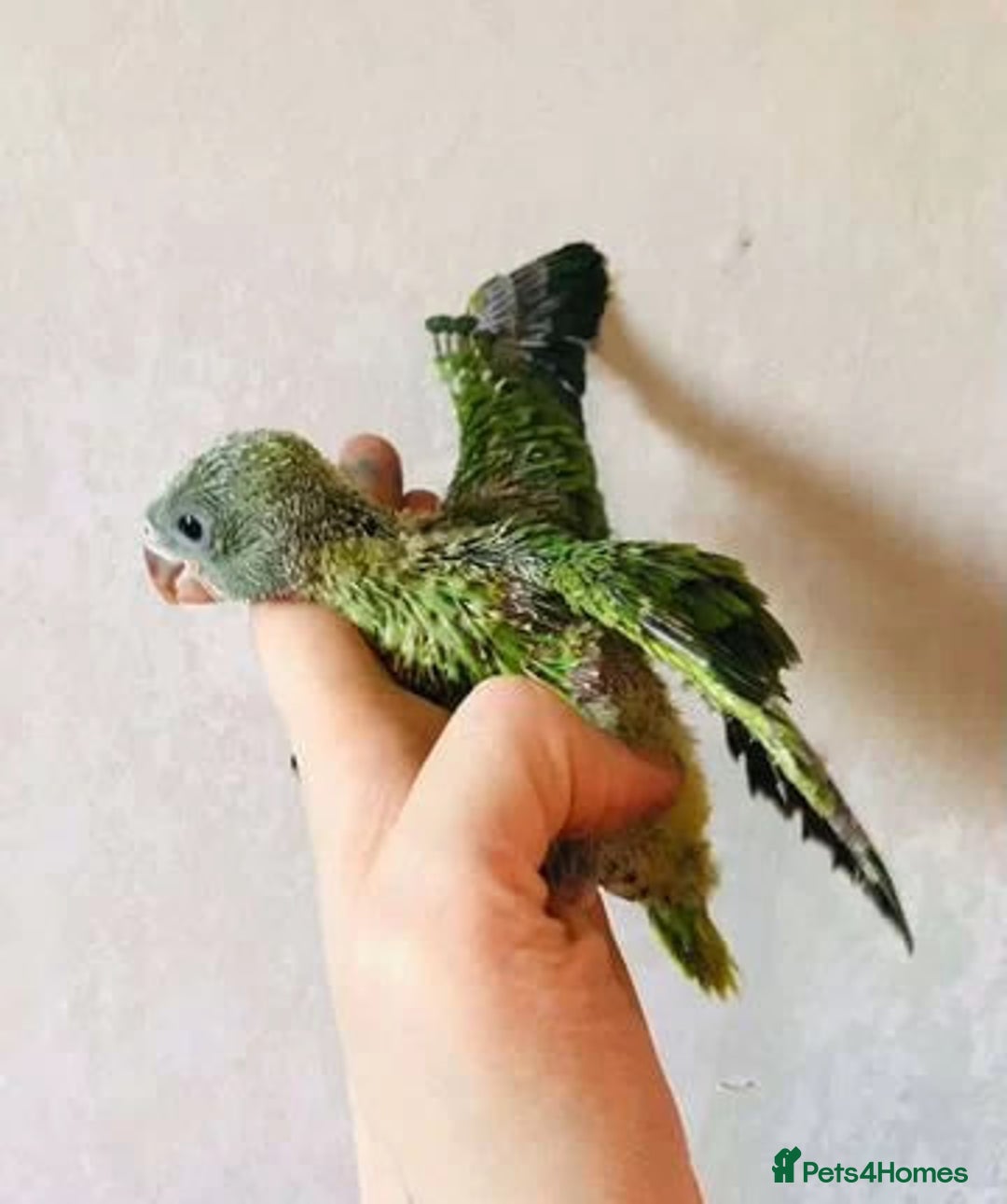 Parrots birds for sale: Ringneck Parakeets Chicks - Image 3