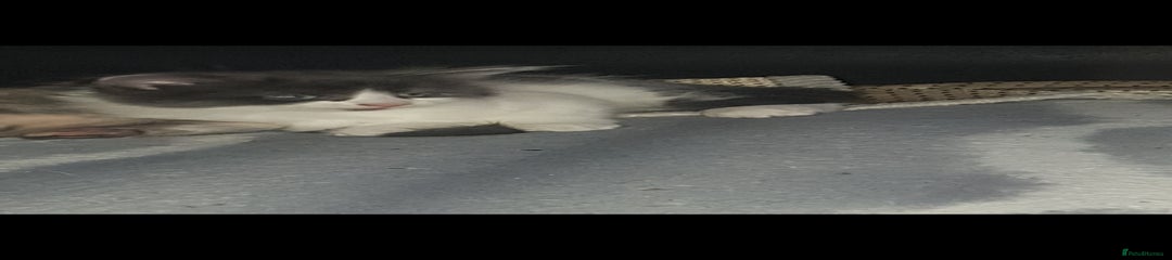 British Shorthair Kitten 2