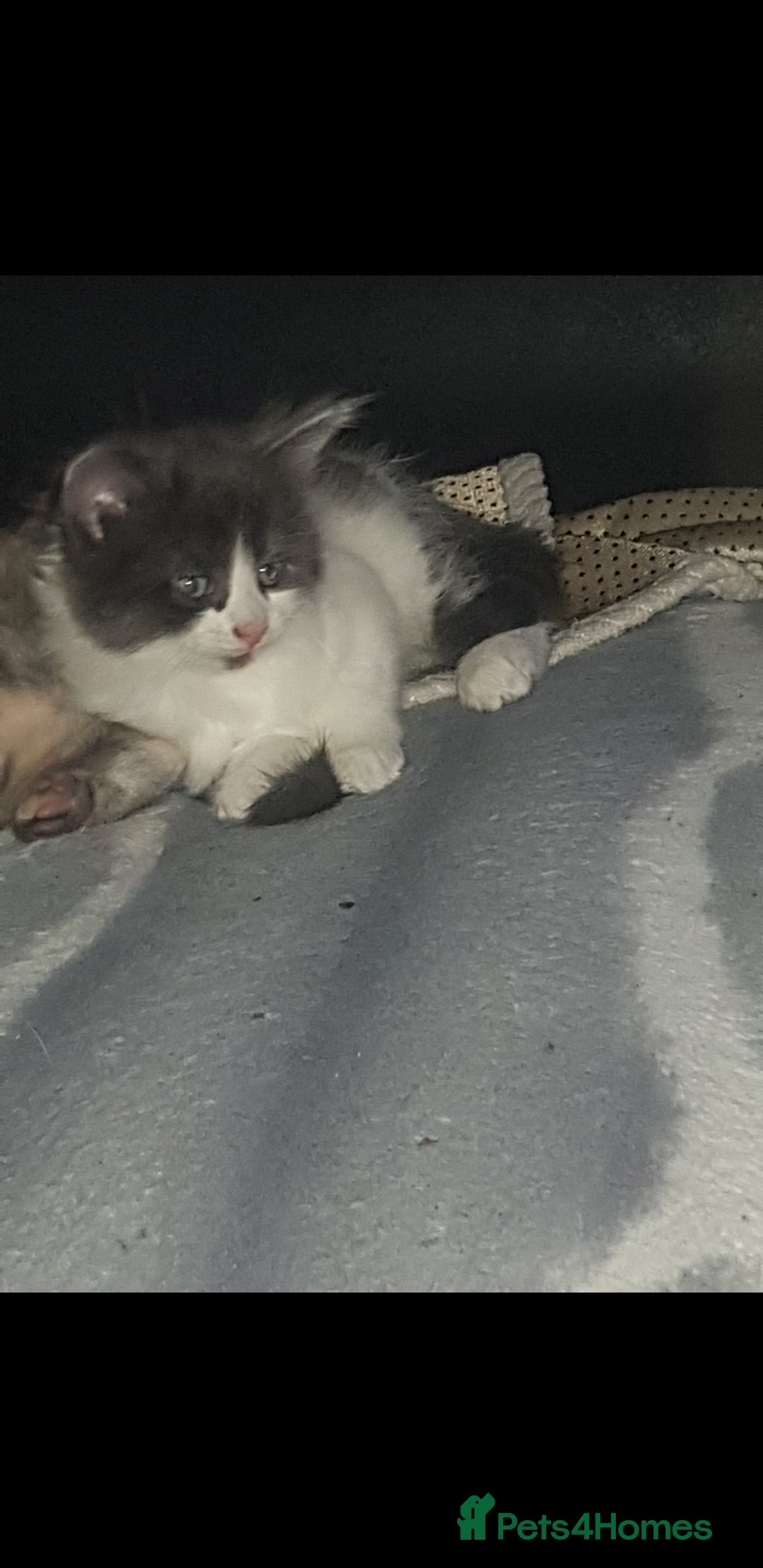 British Shorthair cats for sale: Kittens  - Advert 4