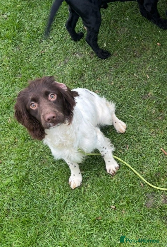 English Springer Spaniel dogs 15 month old springer bitch - Advert 2