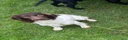 English Springer Spaniel dogs for sale: 15 month old springer bitch - Advert 1