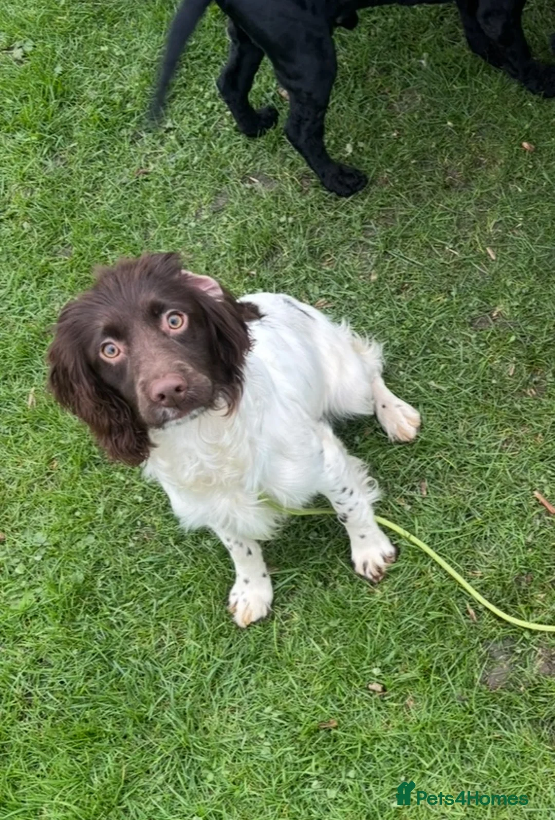 English Springer Spaniel dogs for sale: 15 month old springer bitch - Advert 1