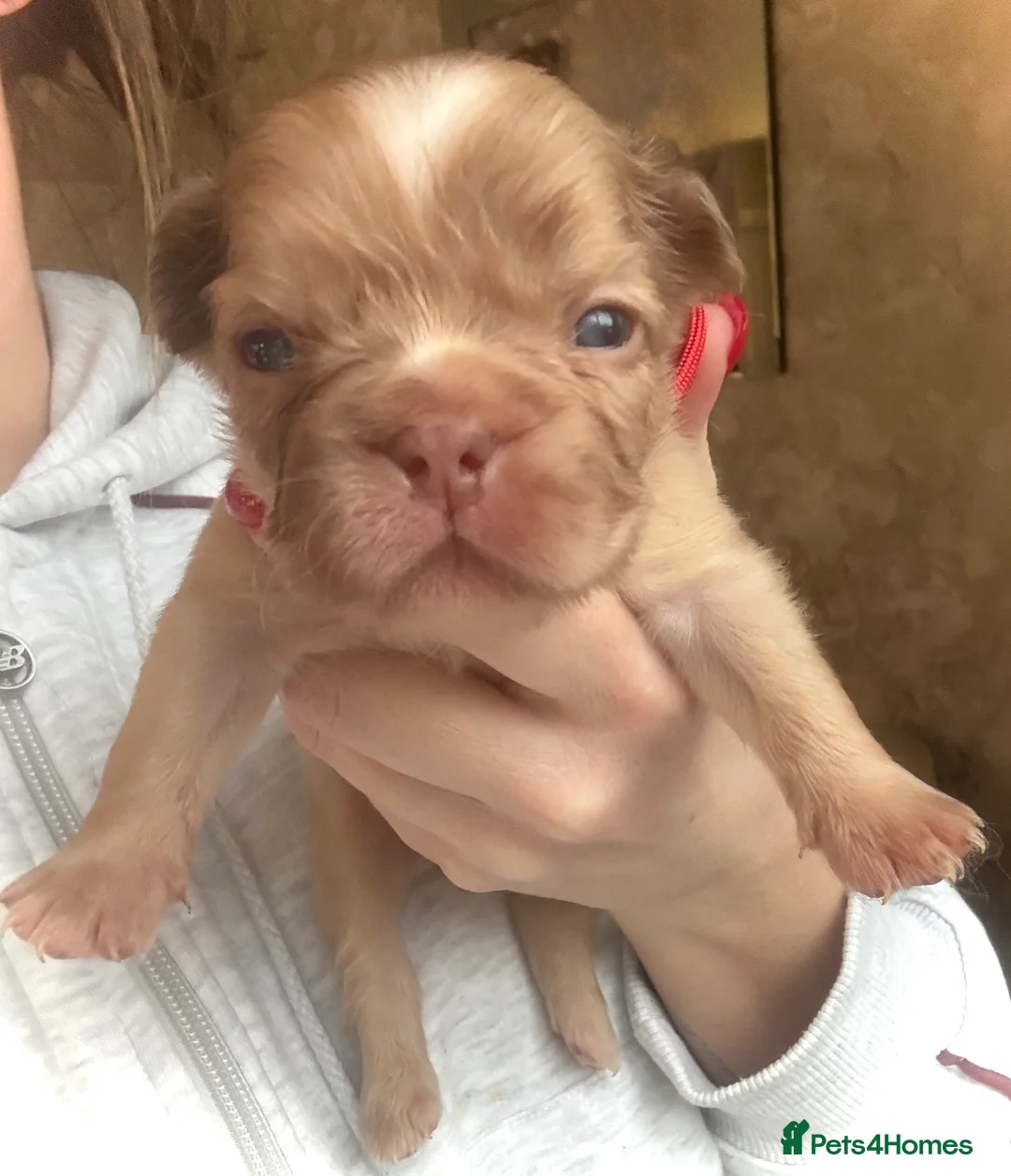 French Bulldog dogs for sale: Full fluffy frenchies  - Advert 9