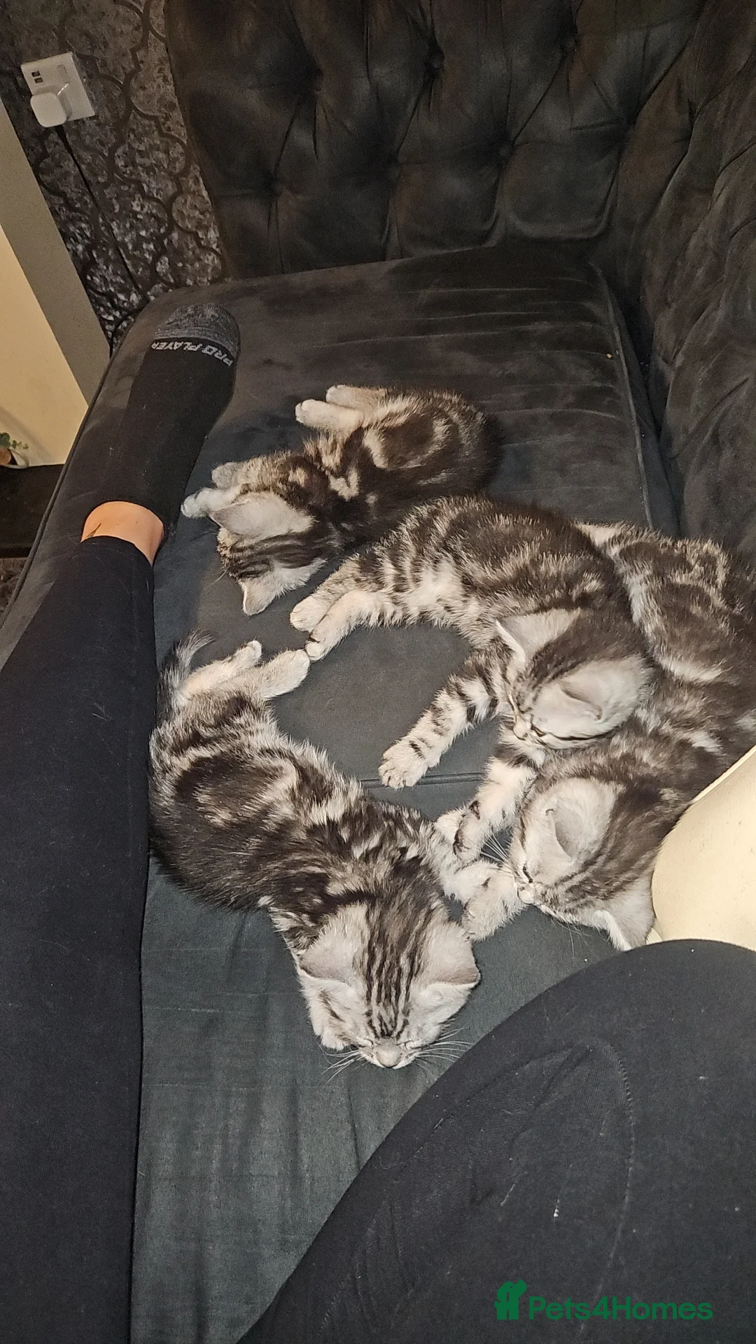 Mixed Breed cats for sale: 4 gorgeous siberain mix kittens - Advert 2